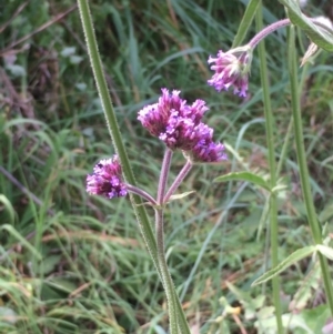 Verbena incompta at Coree, ACT - 3 Mar 2021