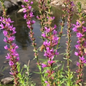 Lythrum salicaria at Coree, ACT - 3 Mar 2021 04:59 PM