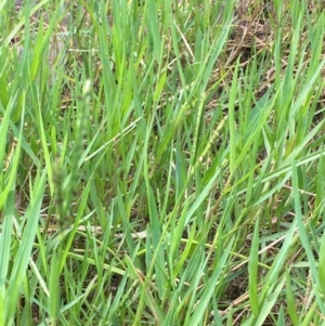 Paspalum distichum at Coree, ACT - 3 Mar 2021