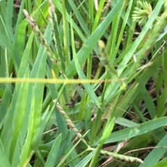 Paspalum distichum at Coree, ACT - 3 Mar 2021