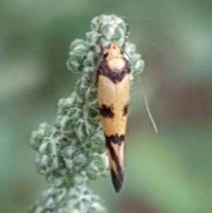 Olbonoma triptycha at Cook, ACT - 10 Feb 2021 08:27 AM