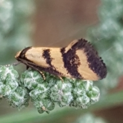 Olbonoma triptycha at Cook, ACT - 10 Feb 2021 08:27 AM