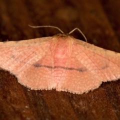 Aglaopus pyrrhata (Leaf Moth) at Melba, ACT - 19 Feb 2021 by Bron