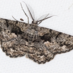 Unplaced externaria (Mahogany Bark Moth (formerly Hypomecis externaria)) at Melba, ACT - 19 Feb 2021 by Bron