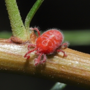 Trombidiidae (family) at Downer, ACT - 4 Mar 2021