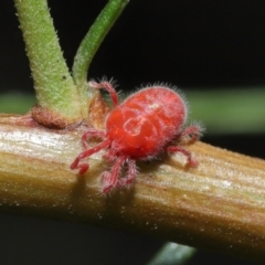 Trombidiidae sp. (family) (Red velvet mite) at Downer, ACT - 3 Mar 2021 by TimL