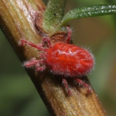 Trombidiidae (family) at Downer, ACT - 4 Mar 2021