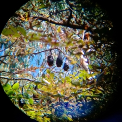 Pteropus poliocephalus (Grey-headed Flying-fox) at Padman/Mates Park - 5 Mar 2021 by AlburyCityEnviros