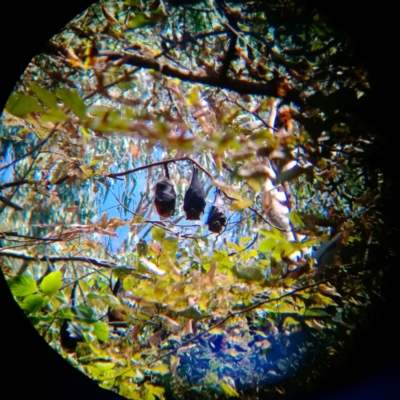 Pteropus poliocephalus (Grey-headed Flying-fox) at Padman/Mates Park - 4 Mar 2021 by alburycityenviros