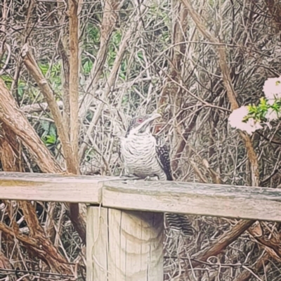 Eudynamys orientalis (Pacific Koel) at Albury - 14 Feb 2021 by alburycityenviros