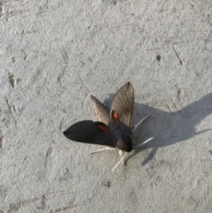 Hippotion scrofa at Watson, ACT - 5 Mar 2021 08:47 AM