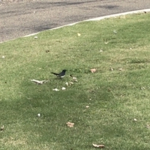 Rhipidura leucophrys at Phillip, ACT - 3 Mar 2021