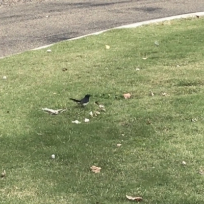 Rhipidura leucophrys (Willie Wagtail) at Phillip, ACT - 3 Mar 2021 by Tapirlord