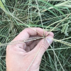 Chloris truncata (Windmill Grass) at Hughes, ACT - 4 Mar 2021 by Tapirlord