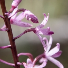 Dipodium roseum (Rosy Hyacinth Orchid) at Mount Clear, ACT - 3 Mar 2021 by SWishart