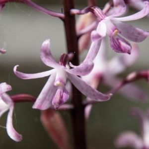 Dipodium roseum at Mount Clear, ACT - 3 Mar 2021