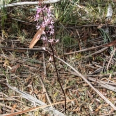 Dipodium roseum at Mount Clear, ACT - 3 Mar 2021