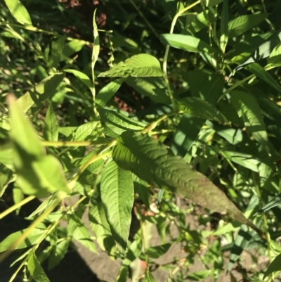 Persicaria hydropiper (Water Pepper) at City Renewal Authority Area - 4 Mar 2021 by Tapirlord