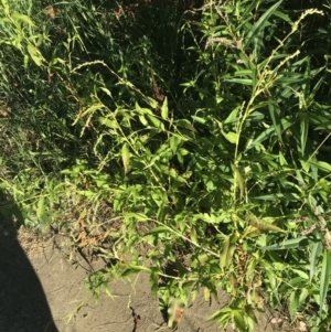 Persicaria hydropiper at Lyneham Wetland - 5 Mar 2021