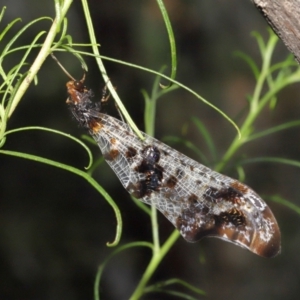 Periclystus circuiter at Downer, ACT - 26 Feb 2021 12:35 PM