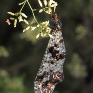 Periclystus circuiter at Downer, ACT - 26 Feb 2021 12:35 PM