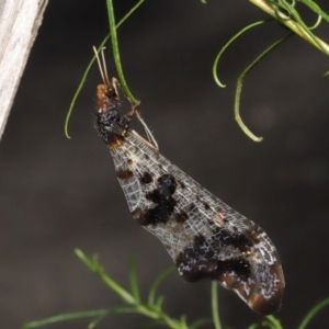 Periclystus circuiter at Downer, ACT - 26 Feb 2021 12:35 PM