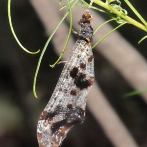 Periclystus circuiter at Downer, ACT - 26 Feb 2021 12:35 PM