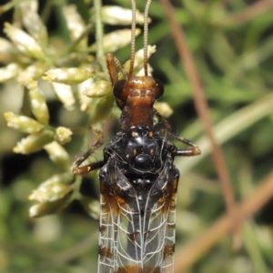 Periclystus circuiter at Downer, ACT - 26 Feb 2021 12:35 PM