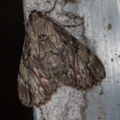 Salma cinerascens (A Pyralid moth) at Melba, ACT - 19 Feb 2021 by Bron