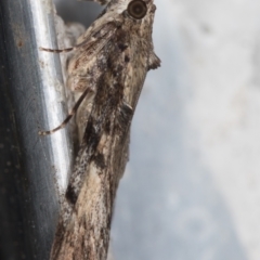 Salma cinerascens at Melba, ACT - 19 Feb 2021 12:51 PM