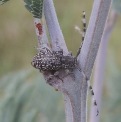 Ancita sp. (genus) (Longicorn or longhorn beetle) at Greenway, ACT - 31 Jan 2021 by michaelb