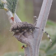 Ancita sp. (genus) at Greenway, ACT - 31 Jan 2021