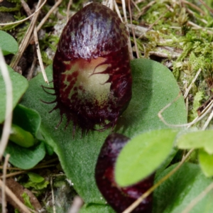 Corysanthes hispida at suppressed - 4 Mar 2021