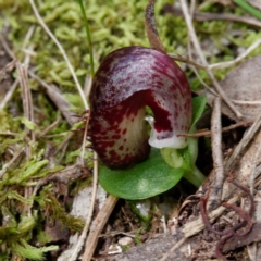 Corysanthes hispida at Paddys River, ACT - 4 Mar 2021