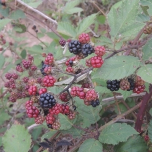 Rubus anglocandicans at Greenway, ACT - 31 Jan 2021 08:59 PM