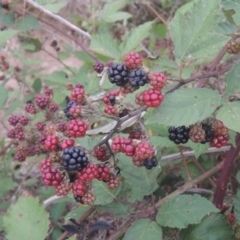 Rubus anglocandicans (Blackberry) at Greenway, ACT - 31 Jan 2021 by michaelb