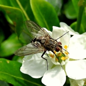 Tachinidae (family) at Crooked Corner, NSW - 3 Mar 2021 02:14 PM