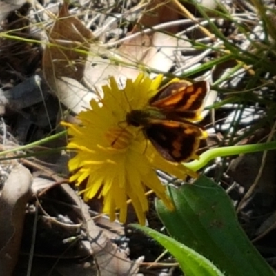 Ocybadistes walkeri (Green Grass-dart) at Stirling, ACT - 5 Mar 2021 by trevorpreston