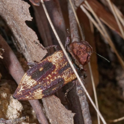 Nascio vetusta (A jewel beetle) at Tidbinbilla Nature Reserve - 4 Mar 2021 by DPRees125