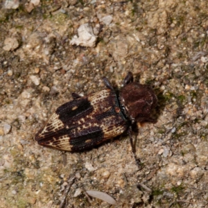 Nascio vetusta at Paddys River, ACT - 4 Mar 2021 05:51 PM