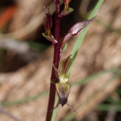 Acianthus exsertus (Large Mosquito Orchid) at Tidbinbilla Nature Reserve - 26 Feb 2021 by DPRees125