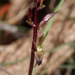 Acianthus exsertus at Paddys River, ACT - 26 Feb 2021