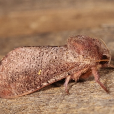 Elhamma australasiae (A Swift or Ghost moth (Hepialidae)) at Melba, ACT - 1 Mar 2021 by kasiaaus