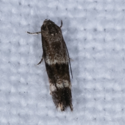 Crossophora semiota (A Concealer moth) at Melba, ACT - 1 Mar 2021 by kasiaaus