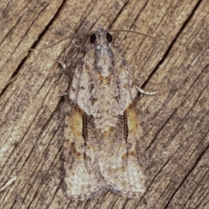 Acropolitis rudisana at Melba, ACT - 1 Mar 2021 09:15 PM