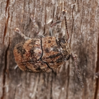 Elaphodes signifer (Leaf beetle) at Melba, ACT - 1 Mar 2021 by kasiaaus