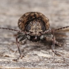 Elaphodes signifer at Melba, ACT - 1 Mar 2021 09:16 PM