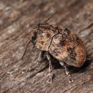 Elaphodes signifer at Melba, ACT - 1 Mar 2021 09:16 PM