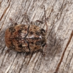 Elaphodes signifer at Melba, ACT - 1 Mar 2021 09:16 PM