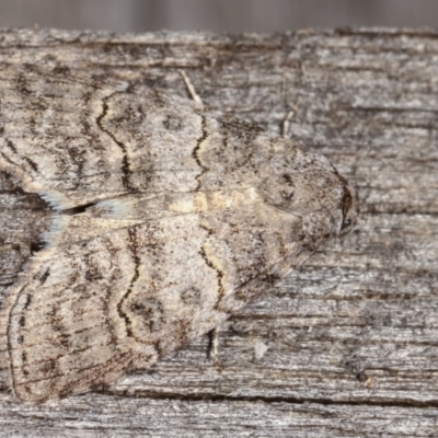 Calathusa sp nr dispila at Melba, ACT - 1 Mar 2021 by kasiaaus